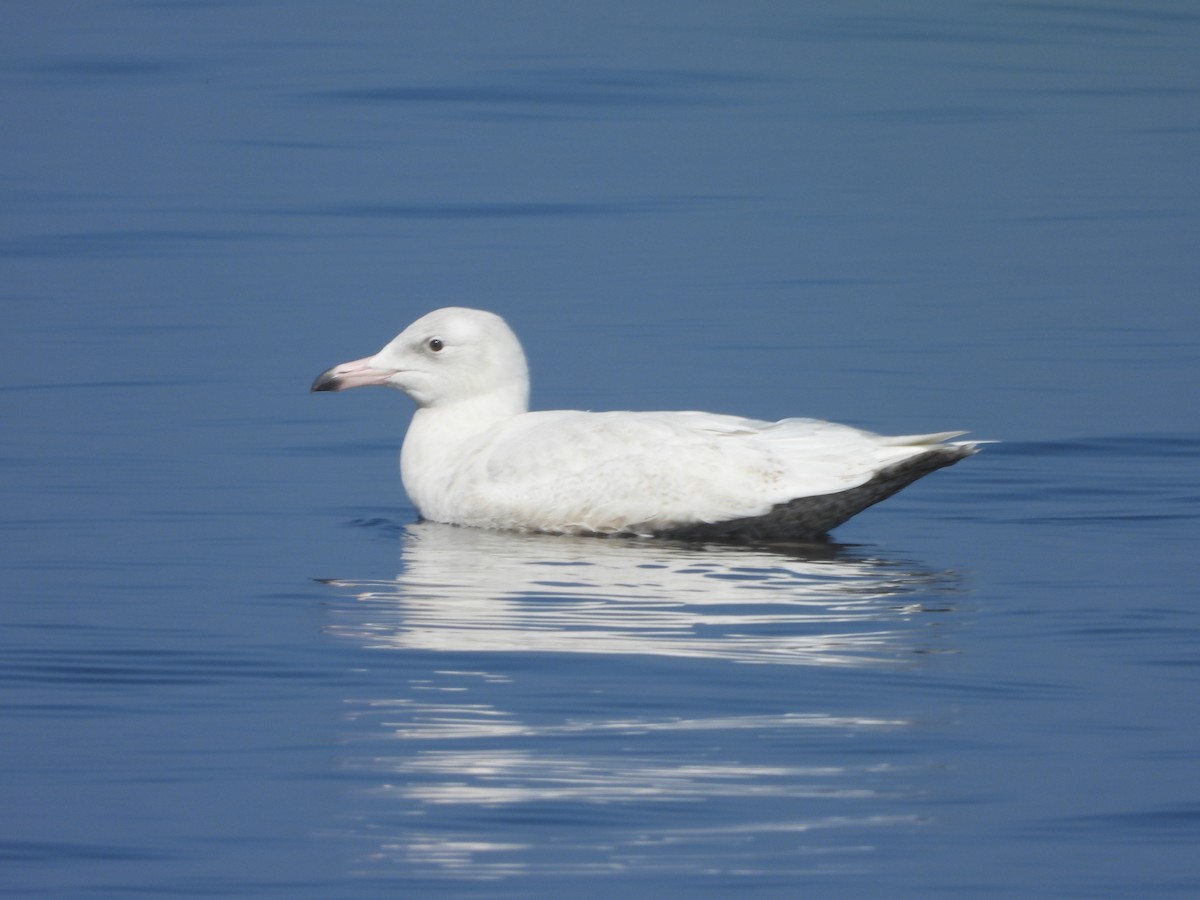 Glaucous Gull - ML427453401