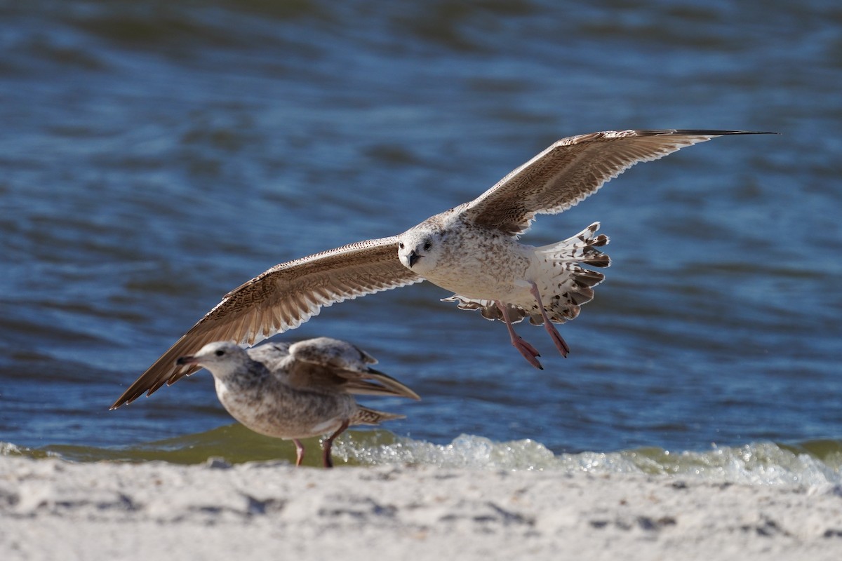 Great Black-backed Gull - ML427454841