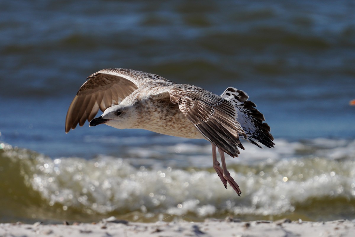 Great Black-backed Gull - ML427454931