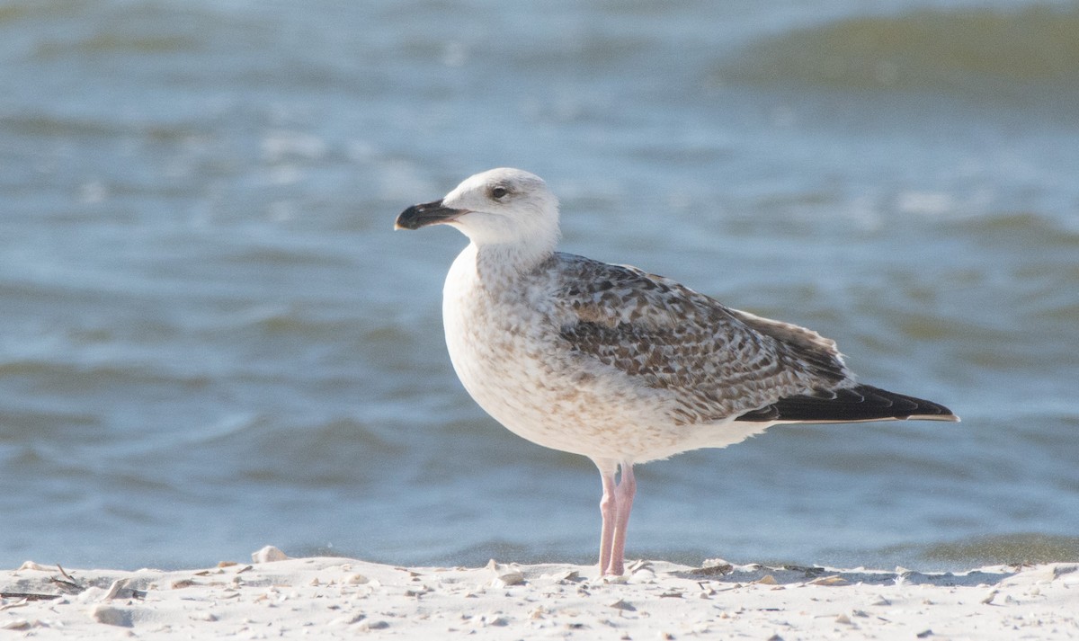 Great Black-backed Gull - ML427454991