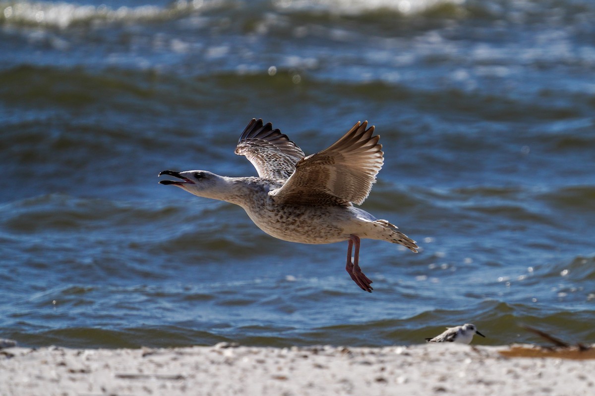 Great Black-backed Gull - ML427455041