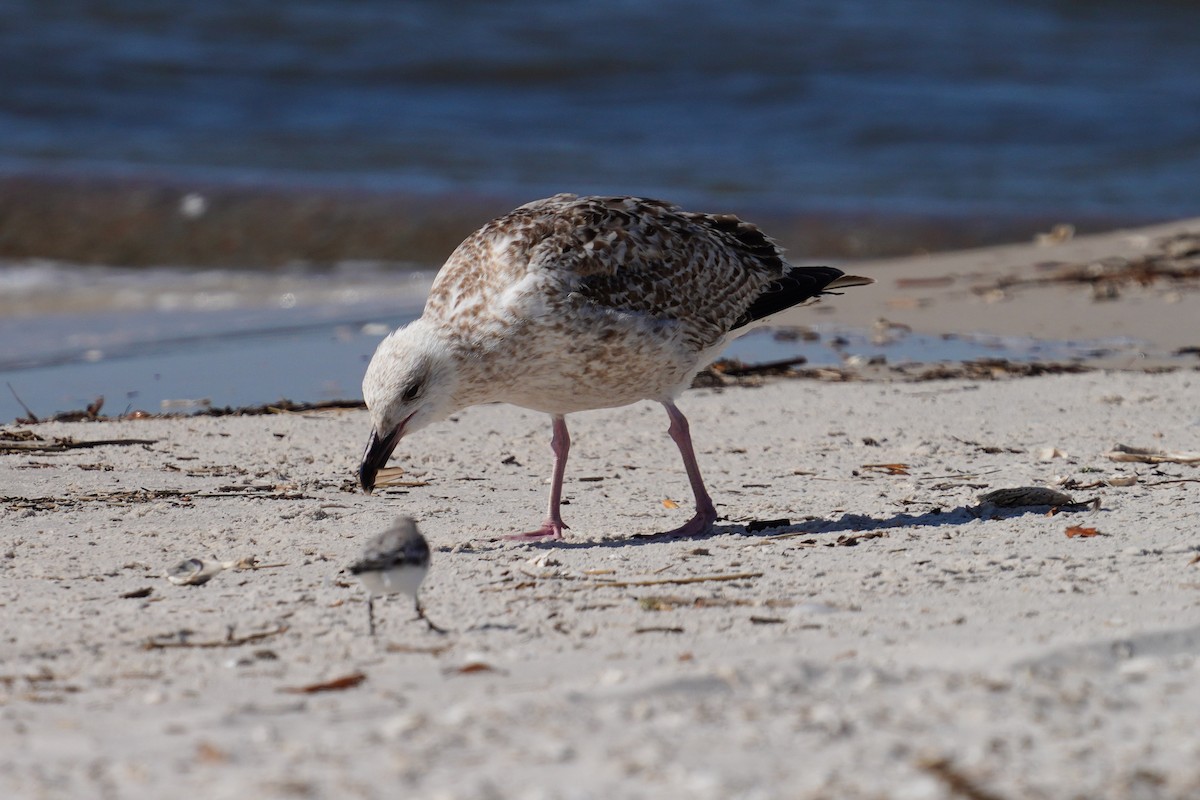 Great Black-backed Gull - ML427455181