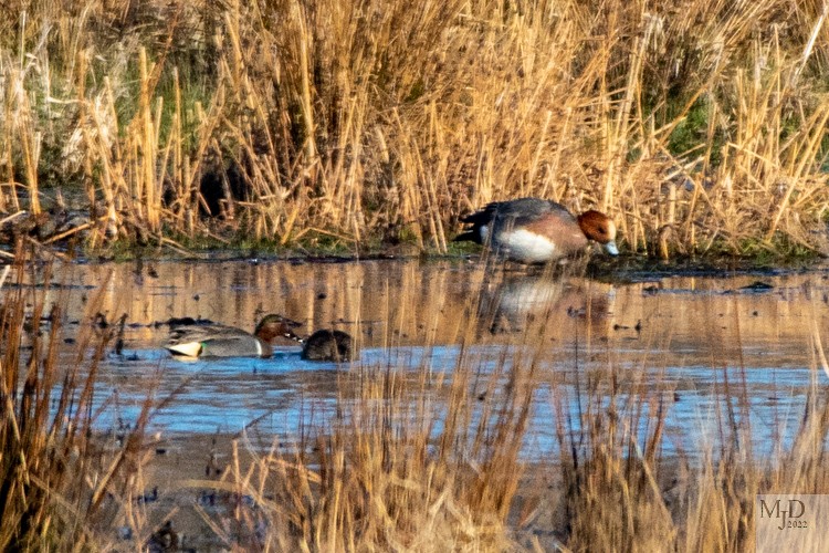 Eurasian Wigeon - ML427455261