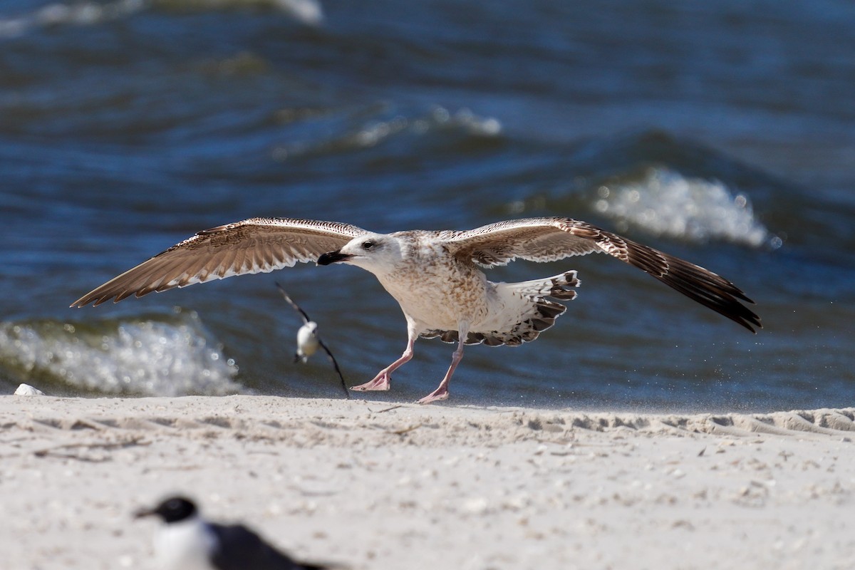 Great Black-backed Gull - ML427455441