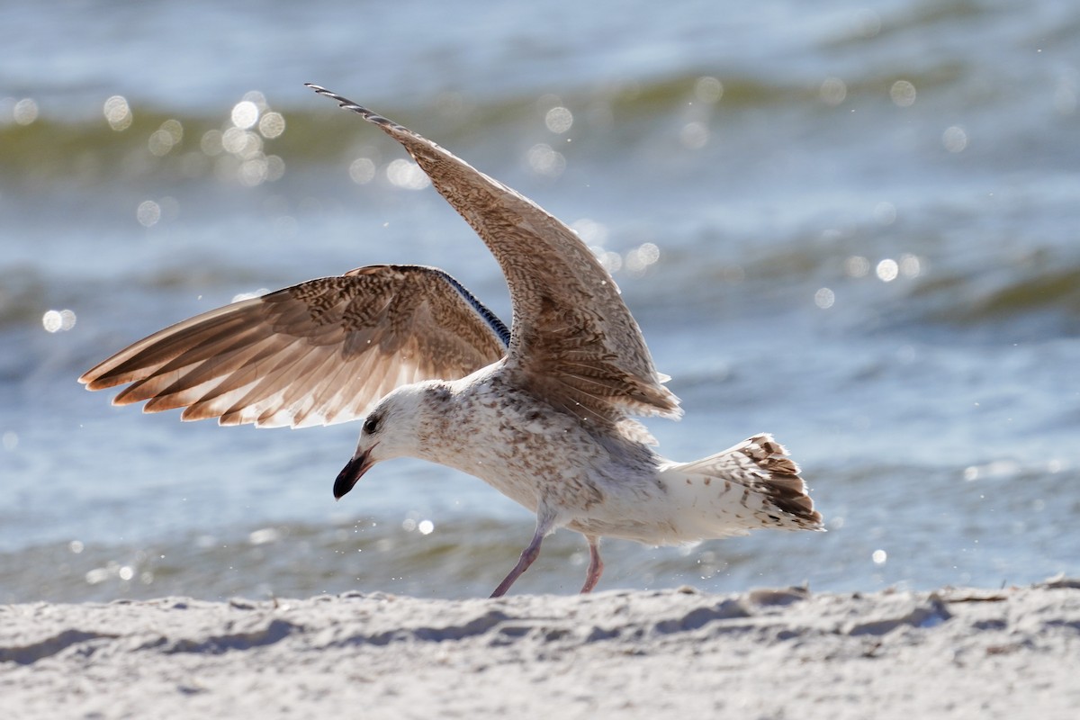 Great Black-backed Gull - ML427455521