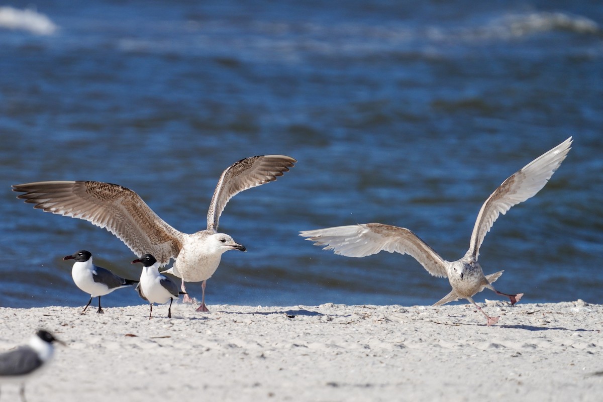 Great Black-backed Gull - ML427455711