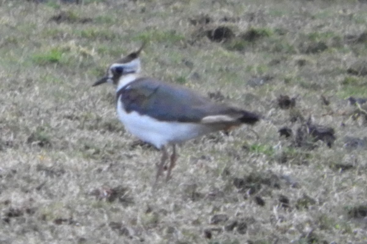 Northern Lapwing - ML427456331