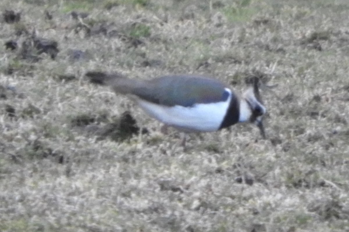 Northern Lapwing - ML427456341