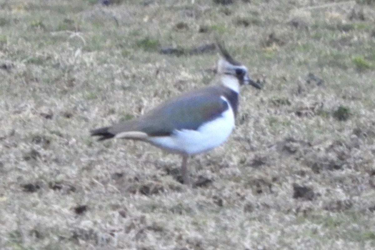 Northern Lapwing - ML427456951