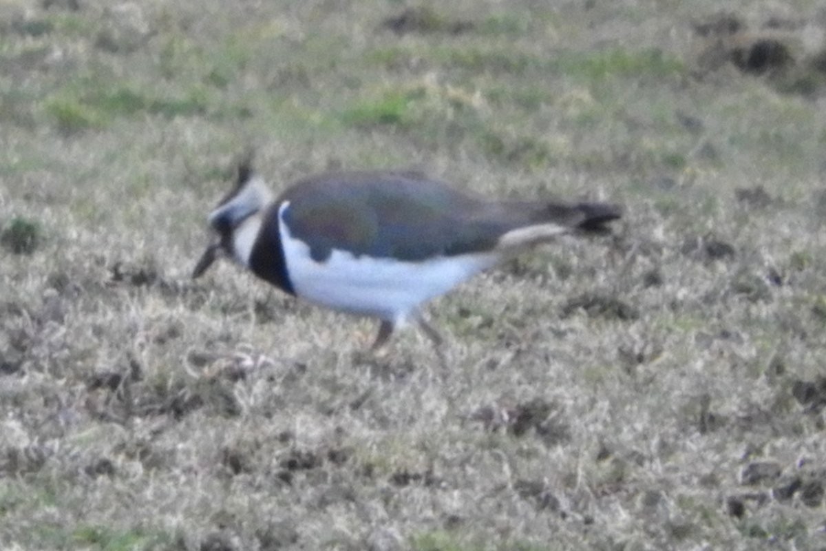 Northern Lapwing - ML427456961