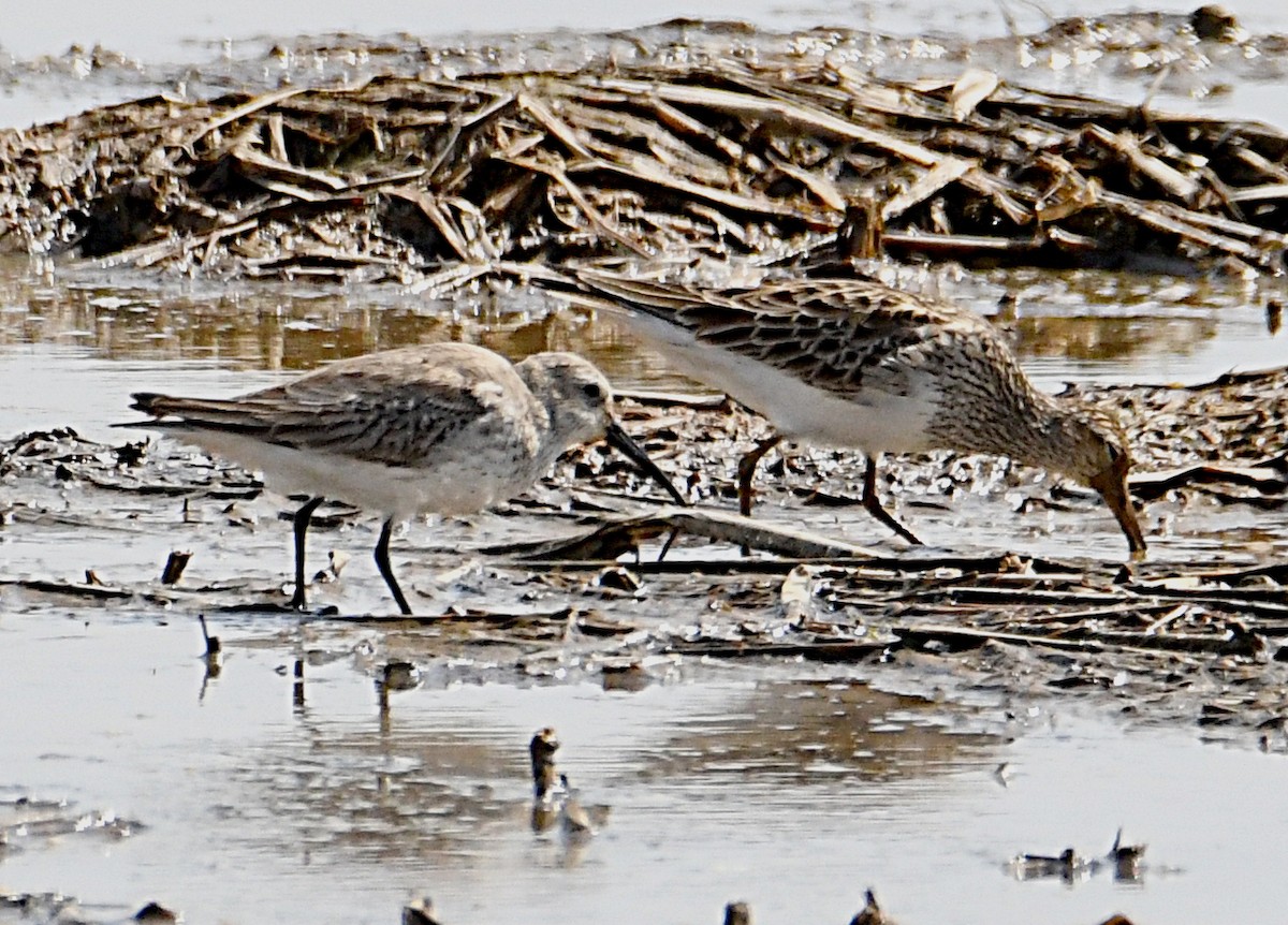 Dunlin - ML427457021