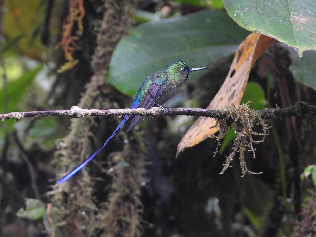 Violet-tailed Sylph - ML427458051