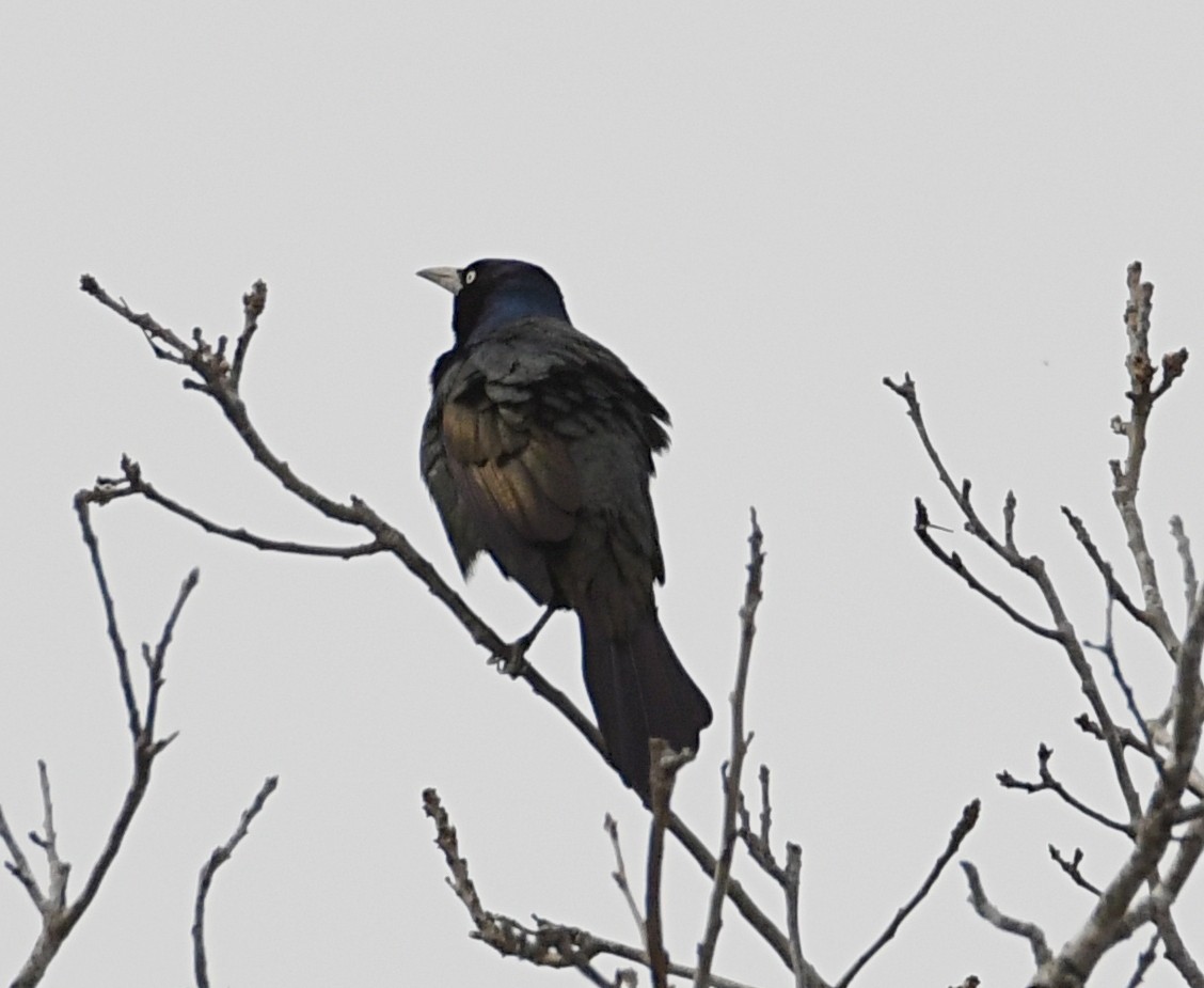 Common Grackle (Bronzed) - ML427458101