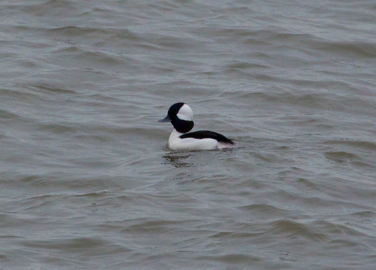 Bufflehead - ML42745831