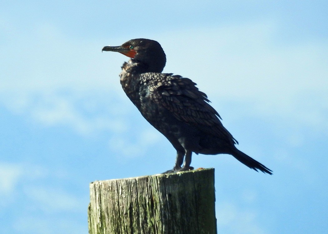Pelagic Cormorant - ML427459751