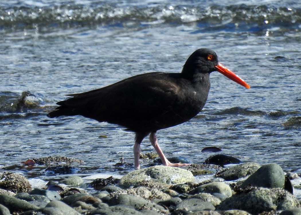 Black Oystercatcher - ML427459881
