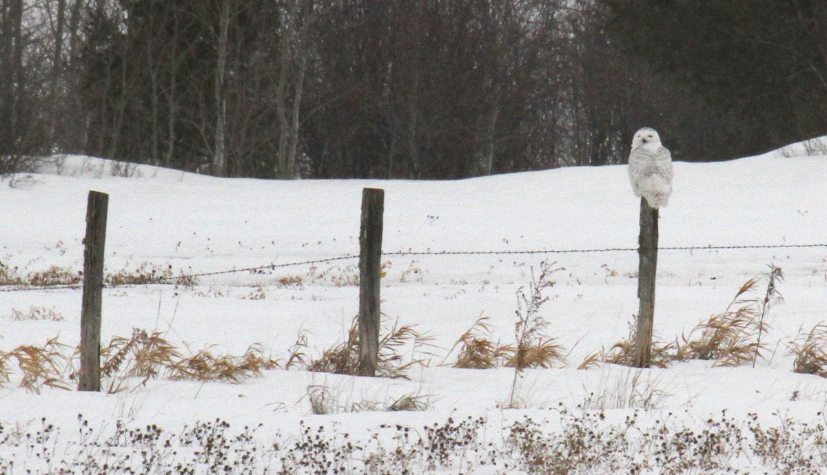 Snowy Owl - ML427462551