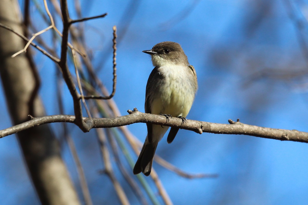 Eastern Phoebe - ML427466231