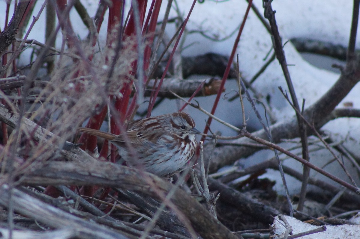 Song Sparrow - Fred Hall