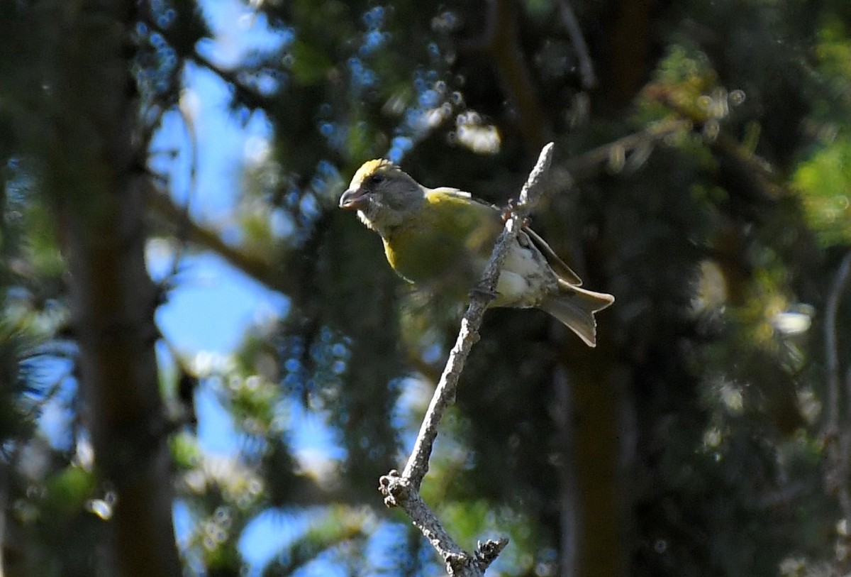 Red Crossbill - ML427467641