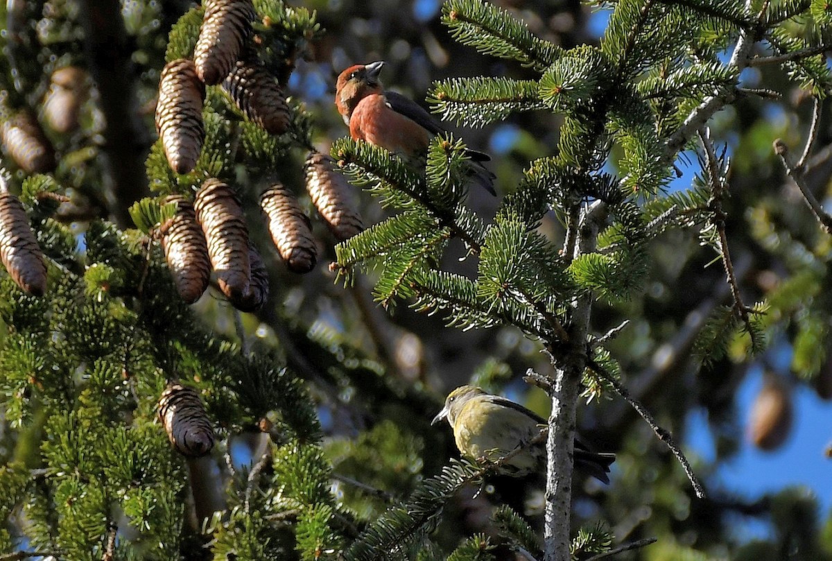 Red Crossbill - ML427468121