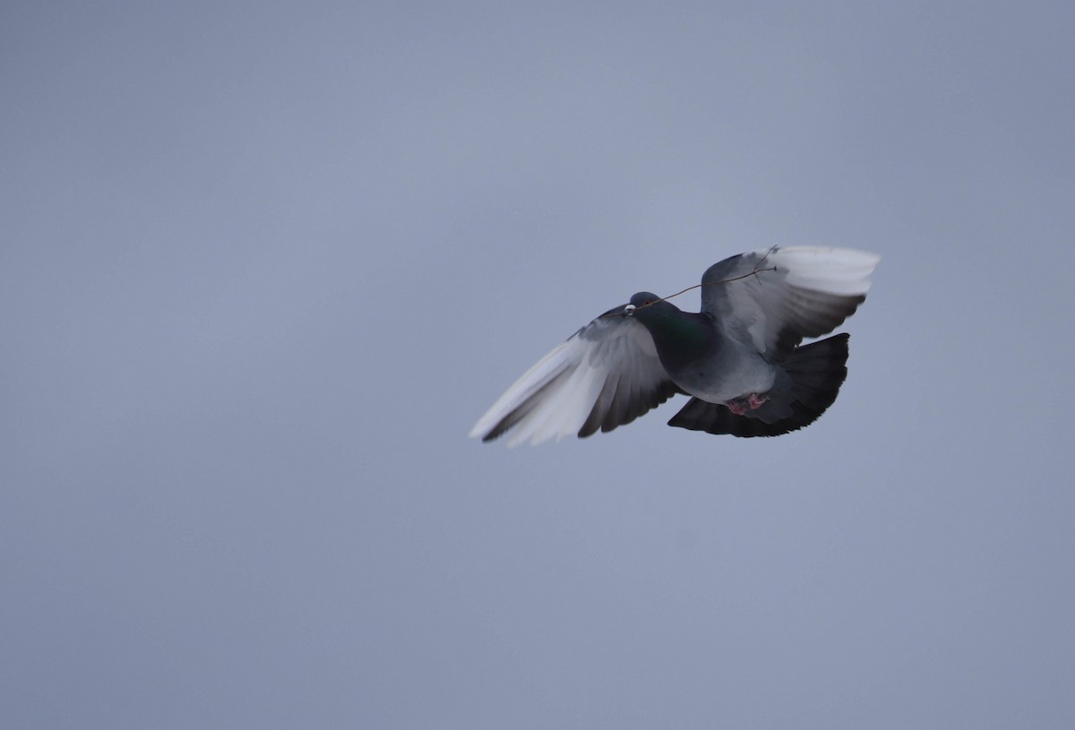 Rock Pigeon (Feral Pigeon) - ML427468591