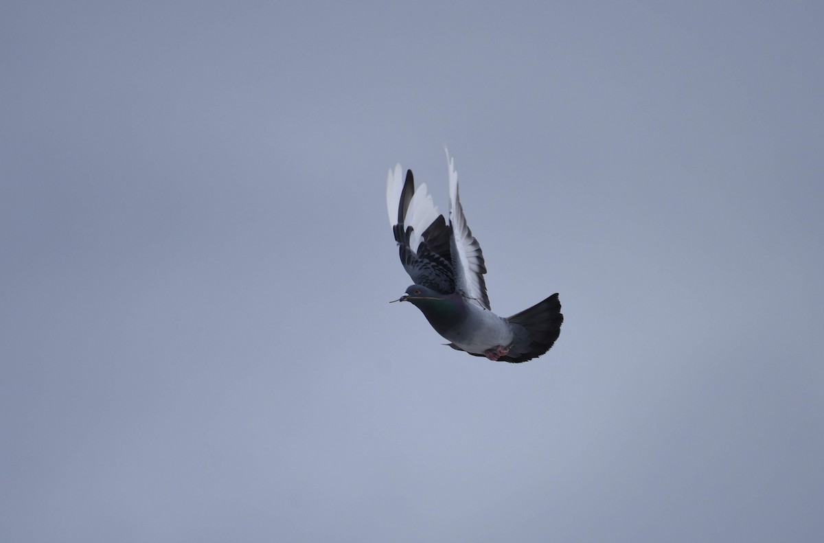 Rock Pigeon (Feral Pigeon) - ML427468601