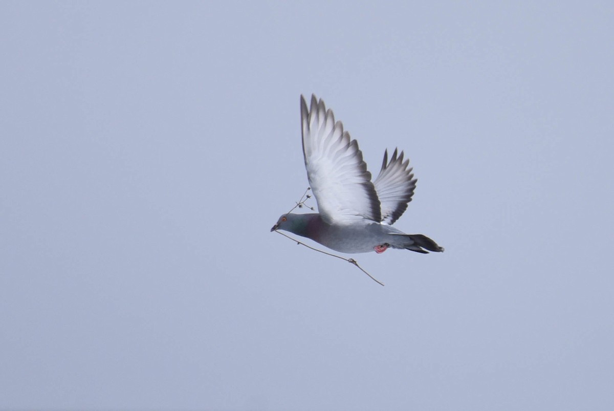 Rock Pigeon (Feral Pigeon) - ML427468621