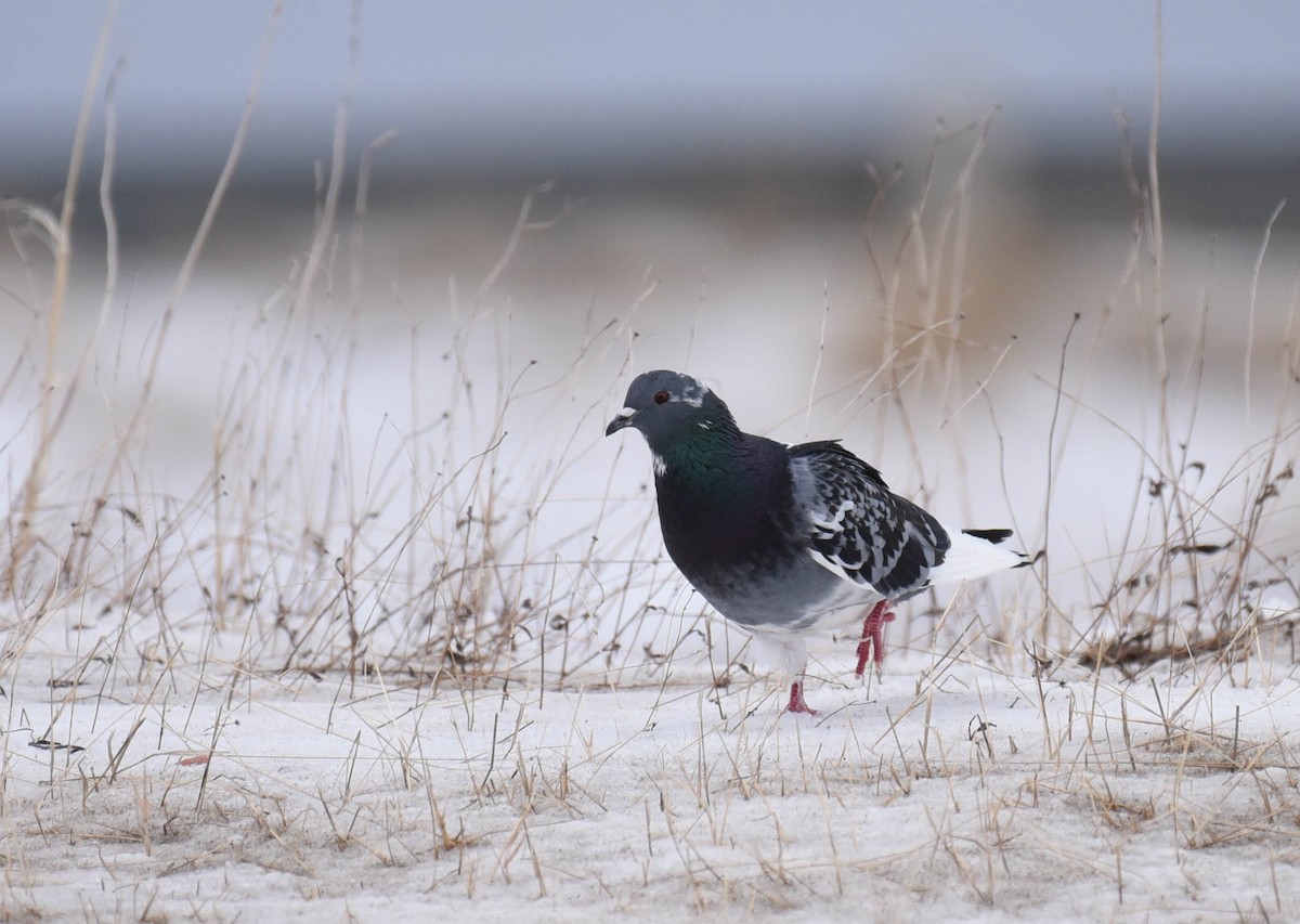 Rock Pigeon (Feral Pigeon) - ML427468701