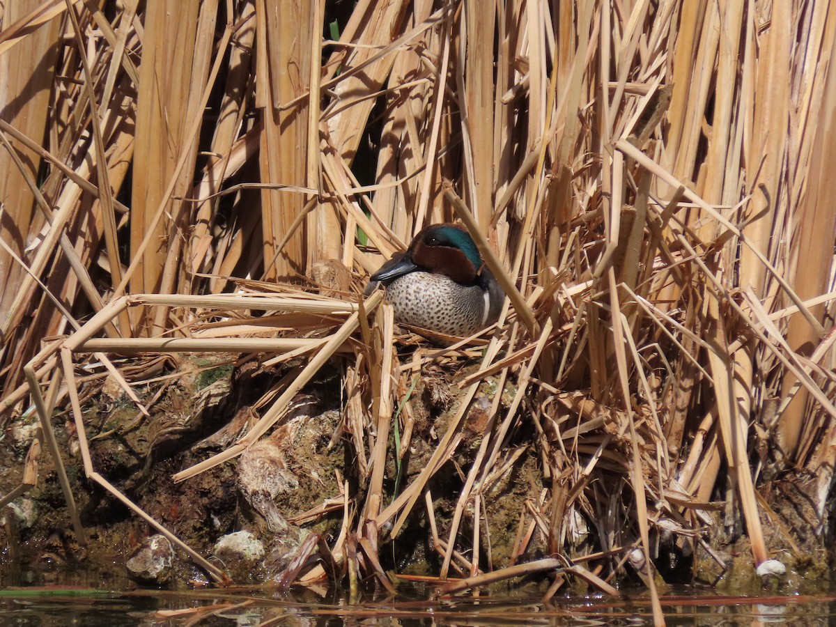Green-winged Teal - ML427468901