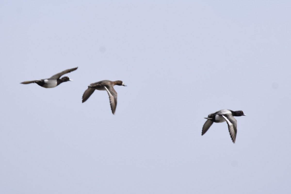 Lesser Scaup - ML427469341