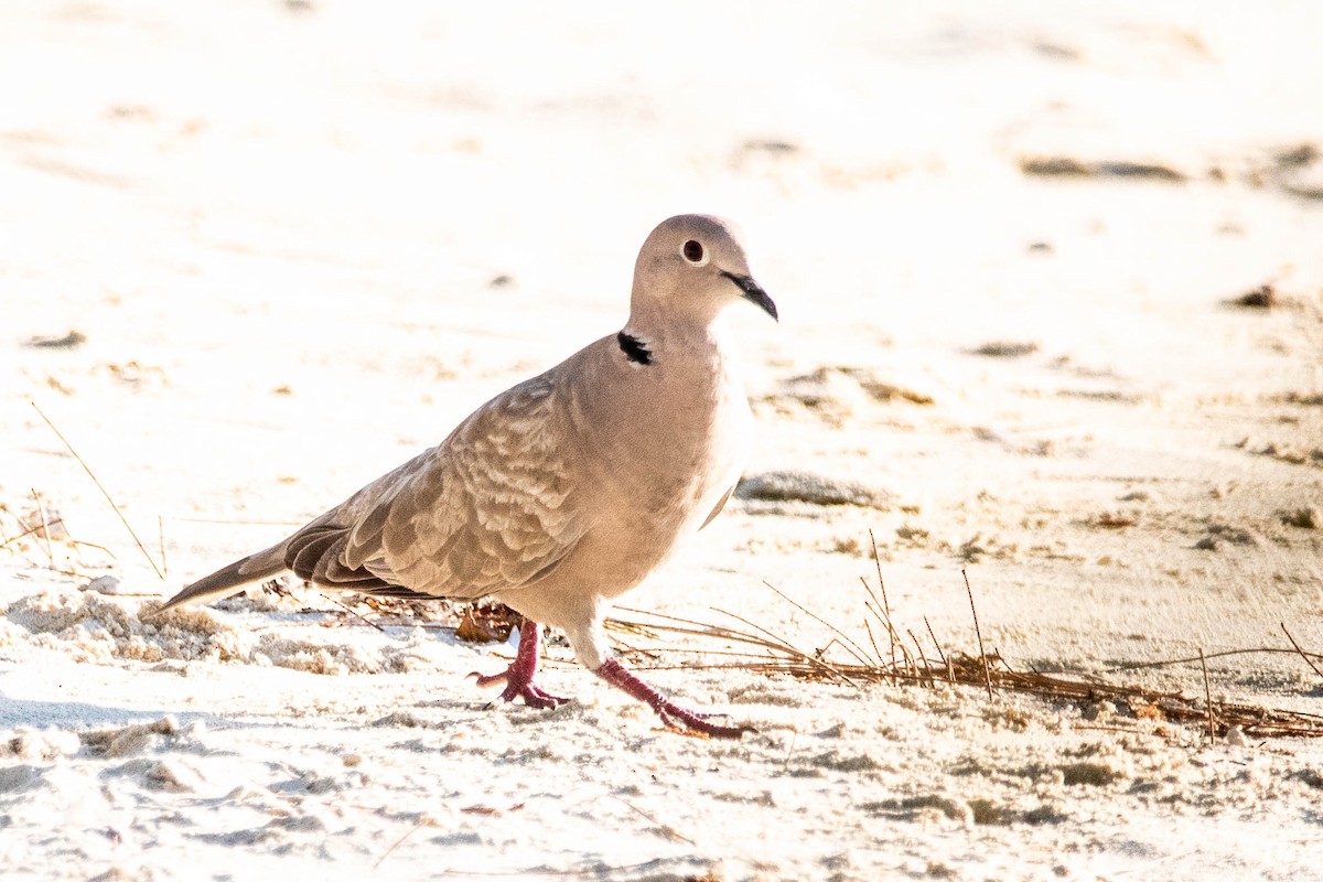 Eurasian Collared-Dove - ML427469421