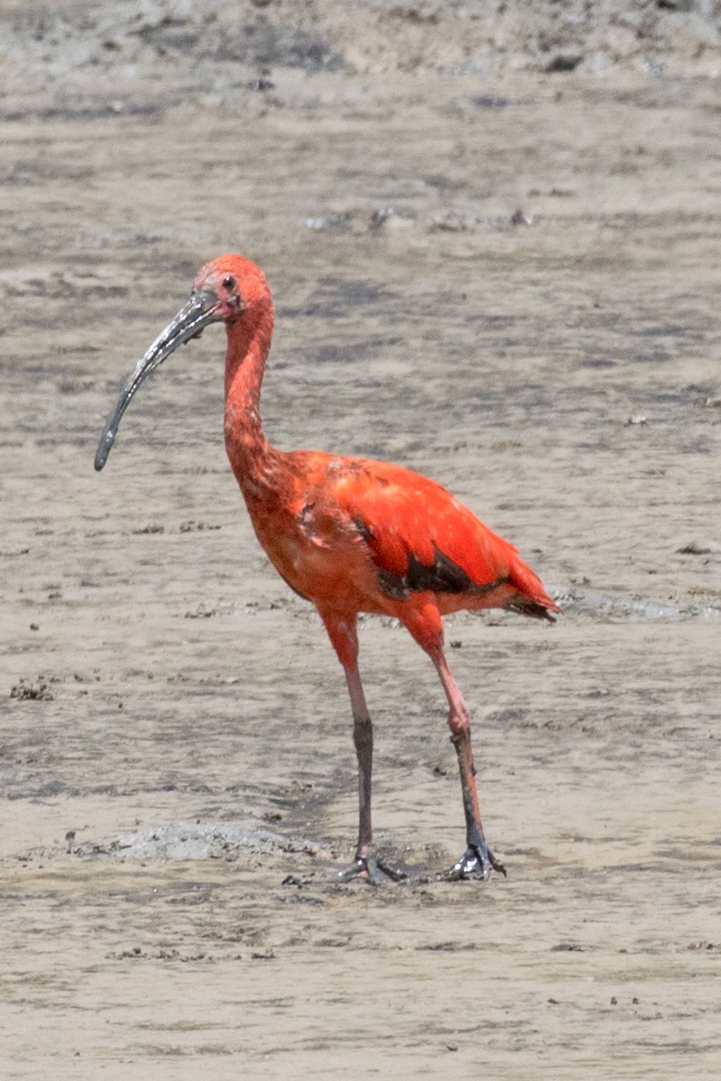 Scarlet Ibis - Mason Flint