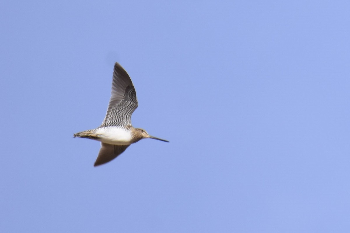 Wilson's Snipe - ML427471261