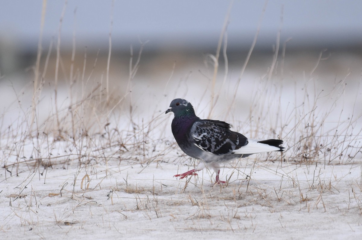 Rock Pigeon (Feral Pigeon) - ML427471551