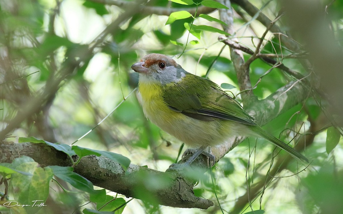 Rufous-browed Peppershrike - ML427472071