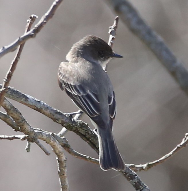 Eastern Phoebe - ML427473011