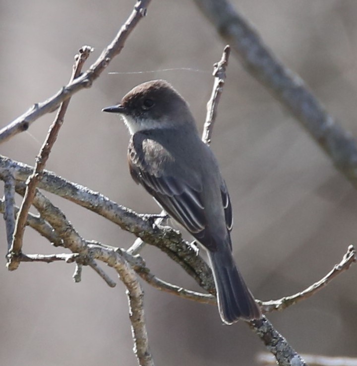 Eastern Phoebe - ML427473071