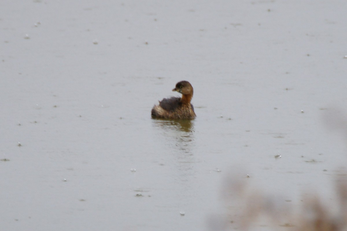 Pied-billed Grebe - ML427473281