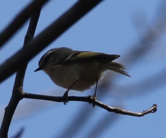 Golden-crowned Kinglet - ML427473301