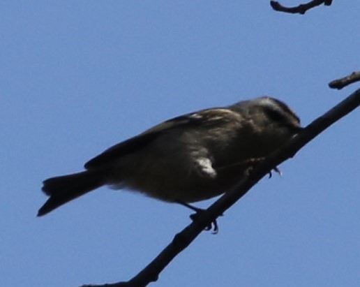 Golden-crowned Kinglet - ML427473491