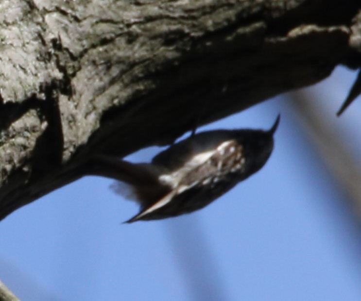 Brown Creeper - ML427473701
