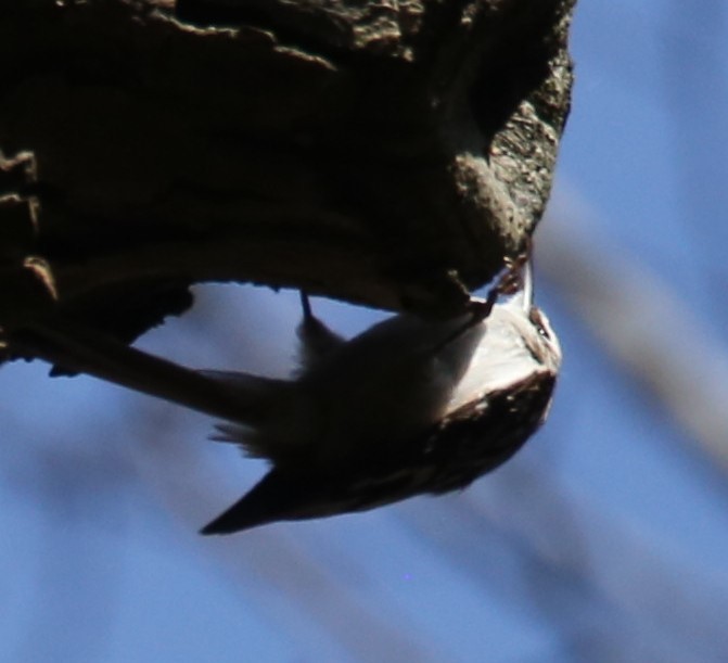 Brown Creeper - ML427473841