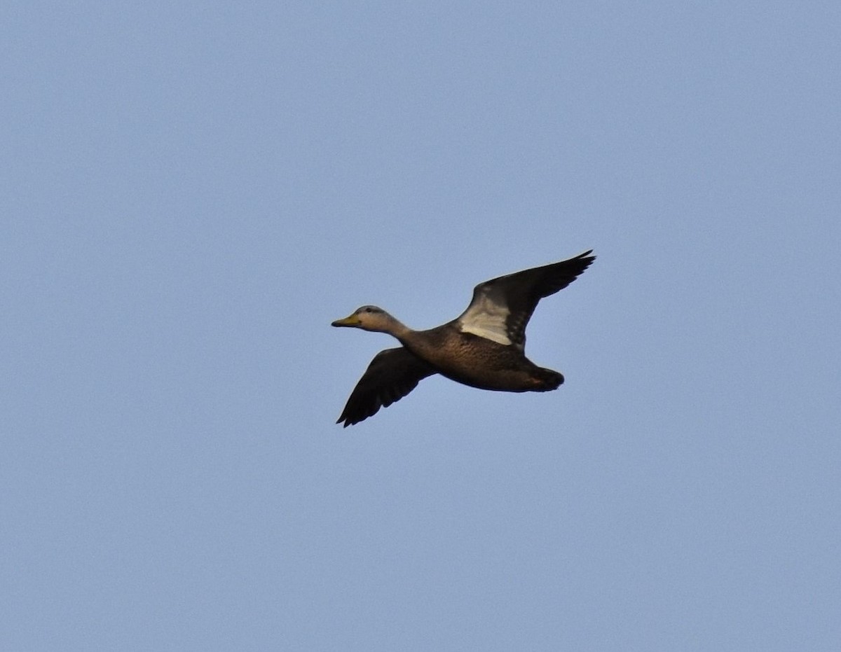 American Black Duck - ML427474541