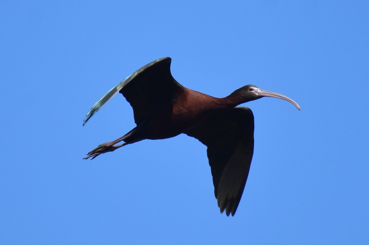 White-faced Ibis - Claire H