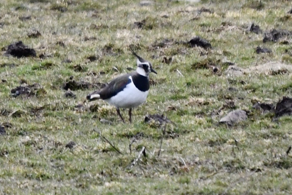 Northern Lapwing - ML427475301