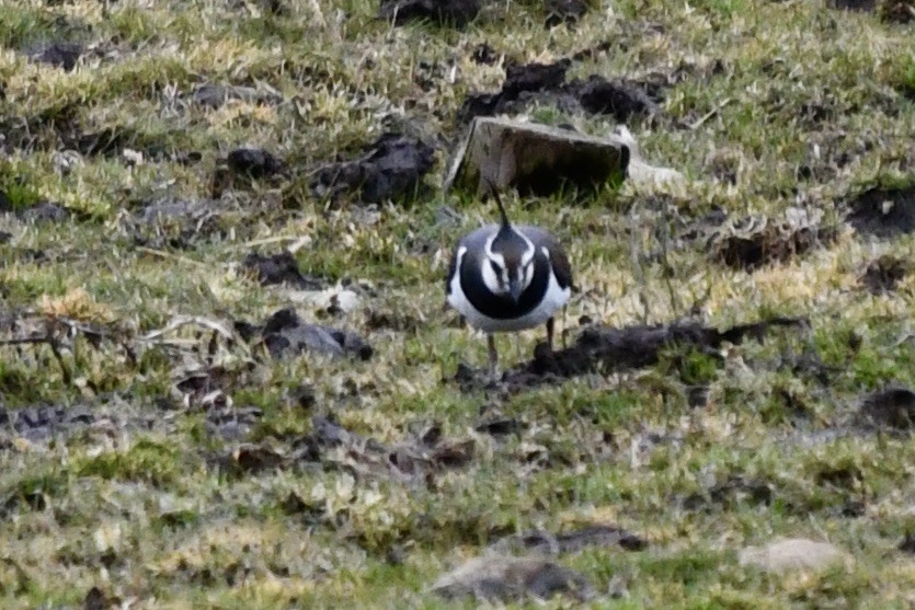 Northern Lapwing - ML427475361