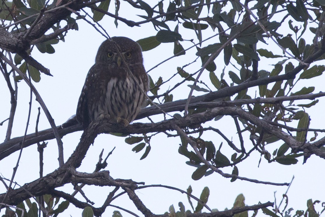 Northern Pygmy-Owl (Mountain) - ML42747541