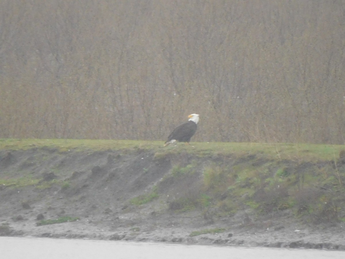 Bald Eagle - ML427475711