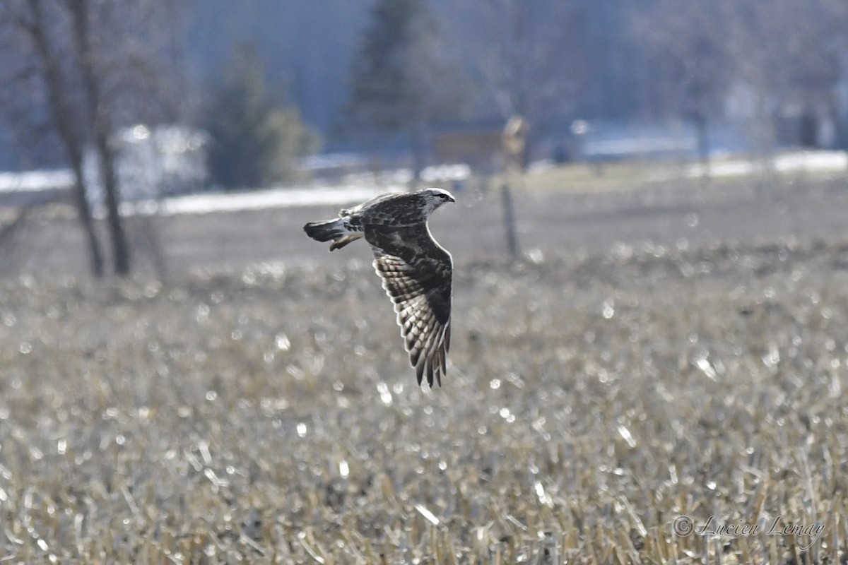 Rough-legged Hawk - Lucien Lemay